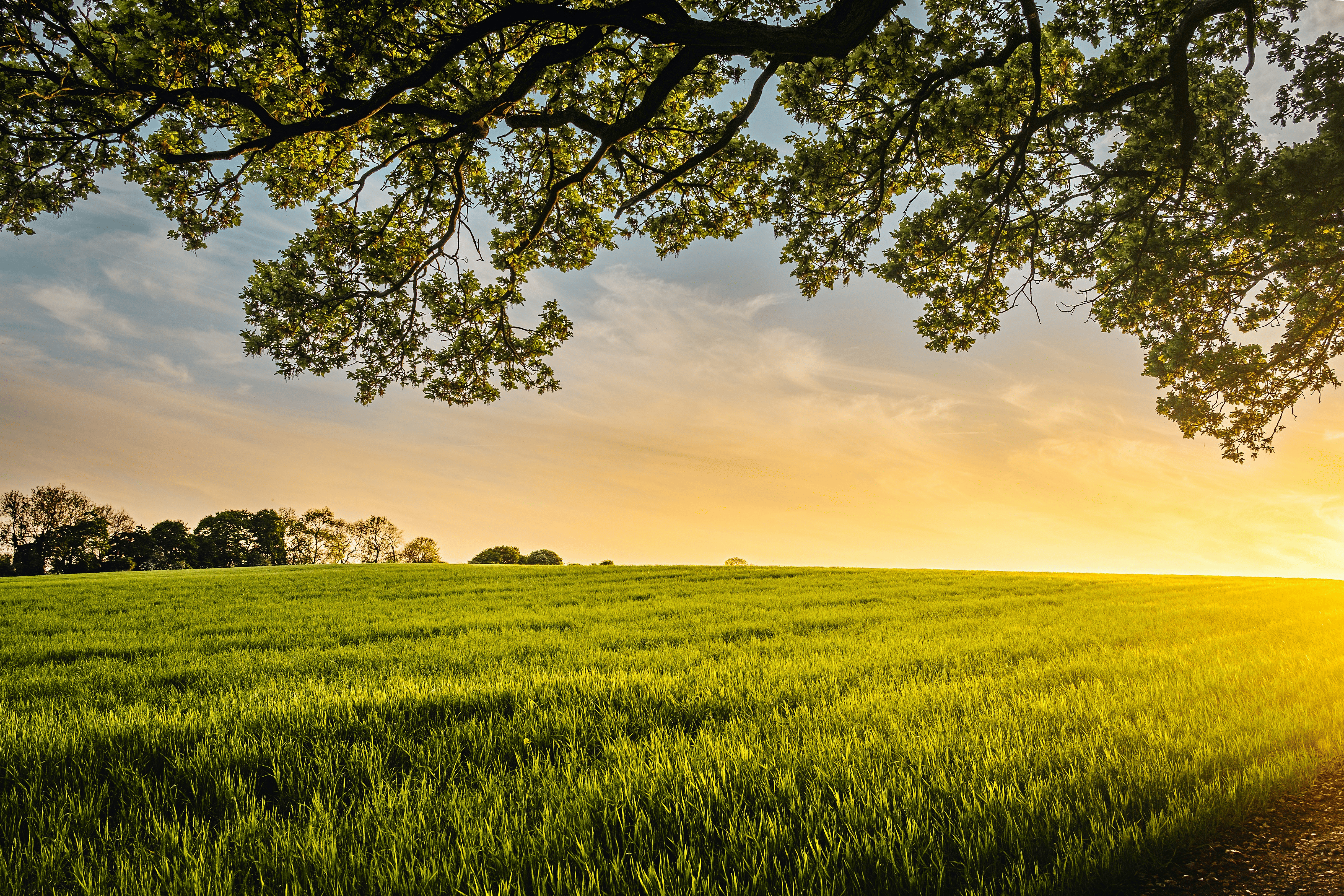 Agricultural landscape