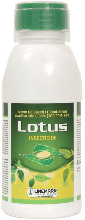 Lotus