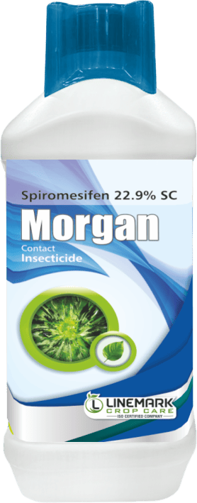Morgan